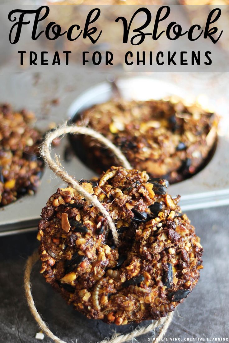 Flock Block | Homemade Treat for Chickens Diy Chicken Treat Block, Homemade Flock Block, Diy Flock Block Chicken, Chicken Treat Ideas, Diy Treats For Chickens, Chicken Block Treats, Flock Blocks For Chickens, Chicken Boredom Buster Diy, Chicken Treats For Winter