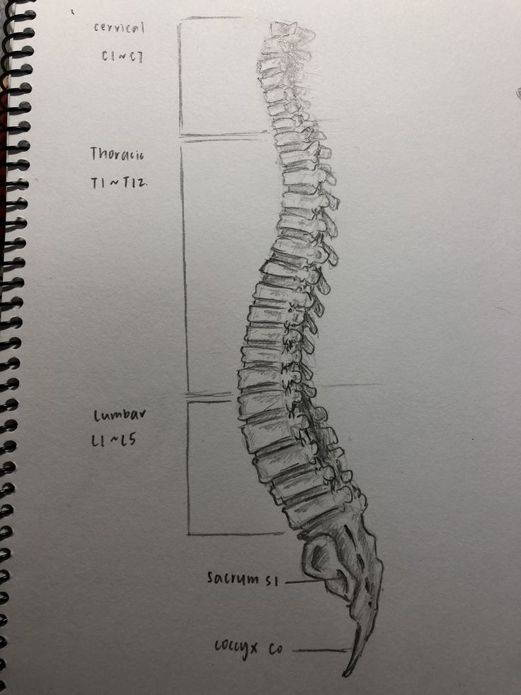 a drawing of the back of a human skeleton