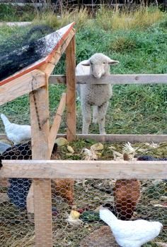 sheep and chickens in a fenced in area