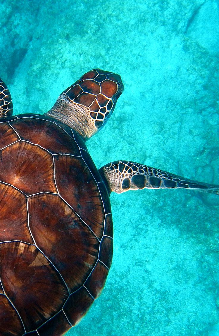 a sea turtle swimming in the blue water