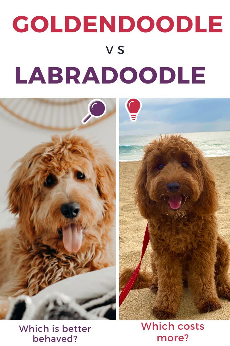 goldendoodle vs labradoodle which is better?