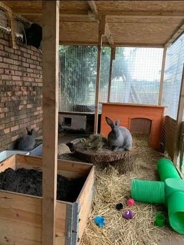 two rabbits are sitting in their coops with hay and plastic cups on the floor