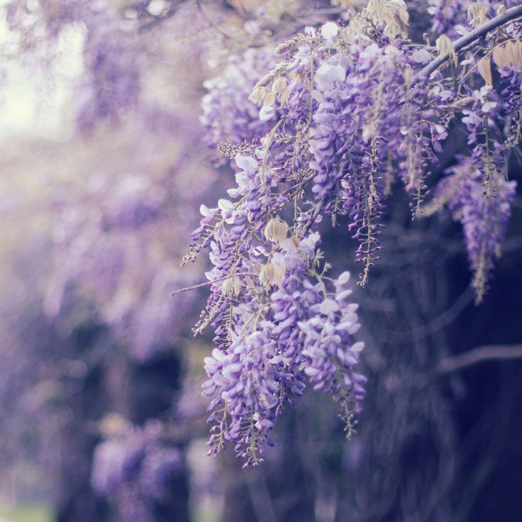 purple flowers are hanging from a tree branch