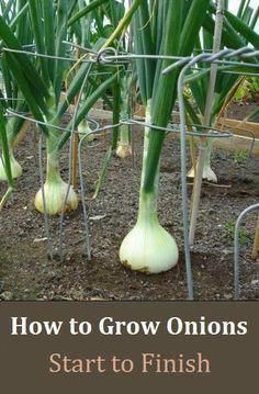 onions growing in the ground with text overlay how to grow onions start to finish