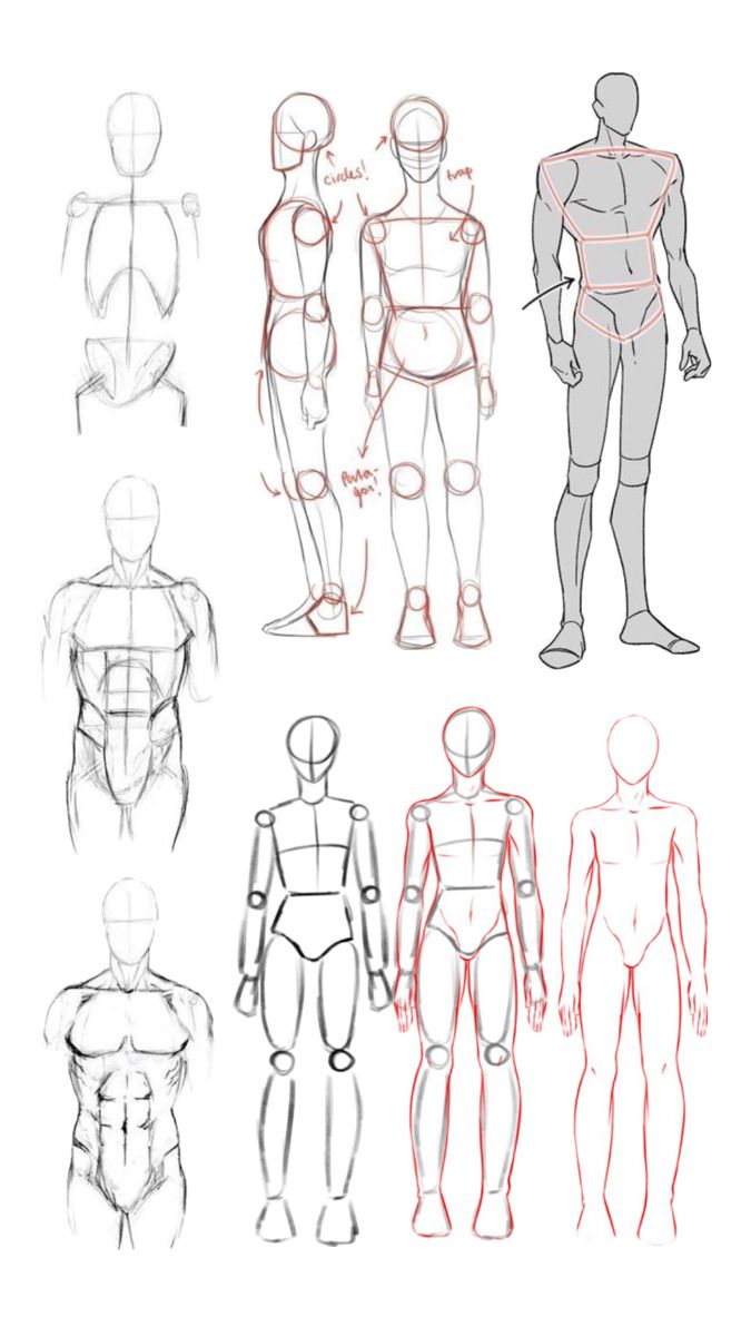 an image of the human body in different positions, including torsos and head shapes