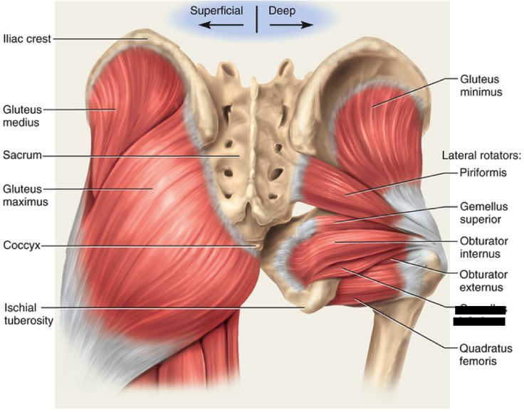 Muscles Diagram, Punkty Spustowe, Human Muscle Anatomy, Hamstring Muscles, Bolesti Chrbta, Yoga Anatomy, Human Body Anatomy, Lower Extremity, Muscle Anatomy