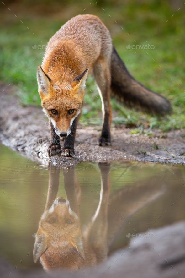 a red fox drinking water from a puddle