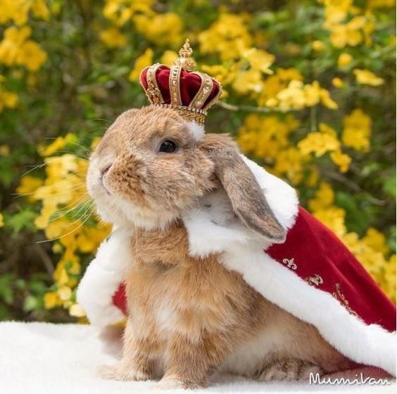 a brown rabbit wearing a red and white santa claus suit with a crown on it's head