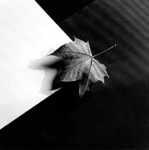 a black and white photo with a single leaf on the ground next to a piece of paper