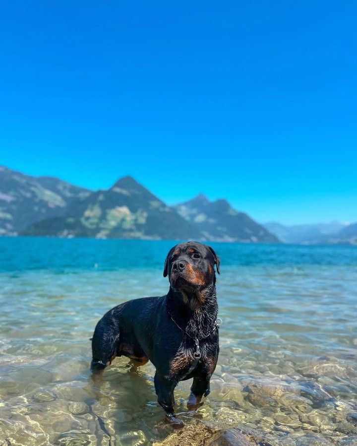 a black and brown dog standing in shallow water