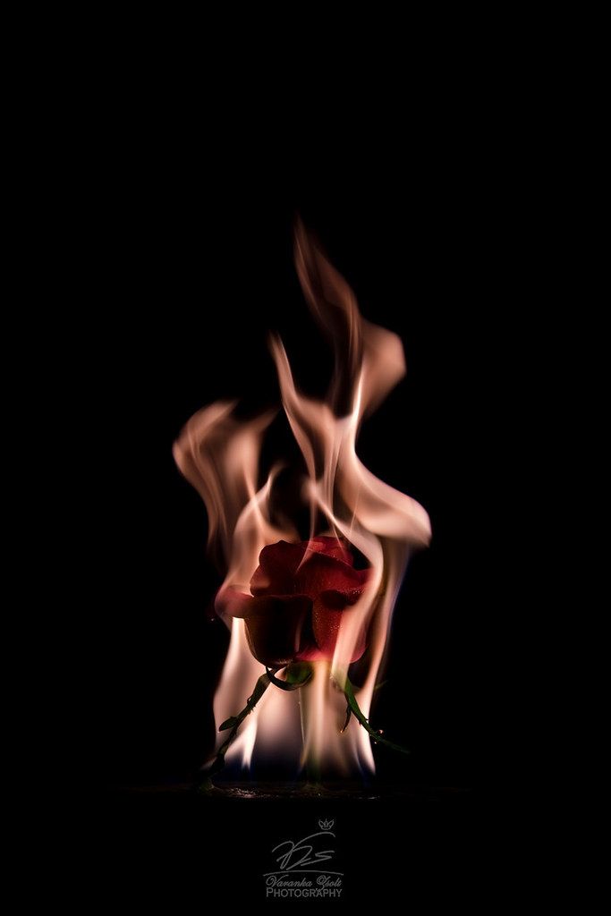 Rose in flame | Was playing in my homestudio with flowers an… | Flickr Flowers On Fire Aesthetic, Rose Burning Aesthetic, Rose On Fire Wallpaper, White Rose On Fire, Black Rose On Fire, Rose On Fire Aesthetic, Burning Rose Aesthetic, Emotion Wallpaper, 2018 Grunge