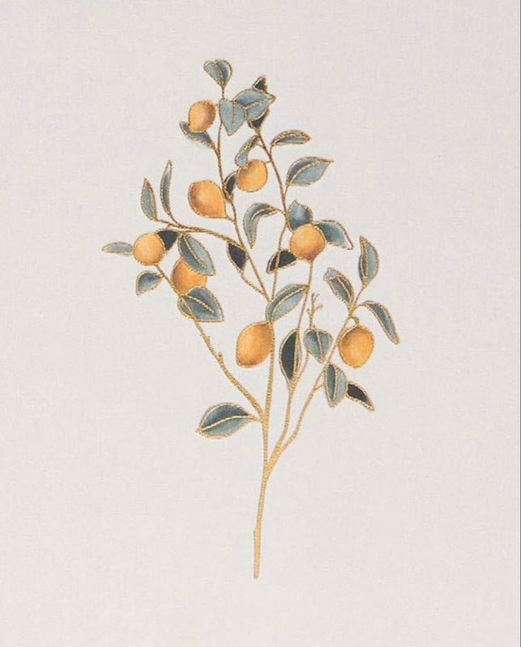 an orange tree with leaves and fruit on it's stems, in front of a white background