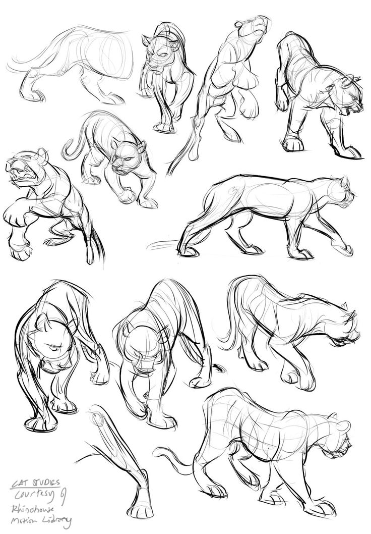 some sketches of animals that are in different poses