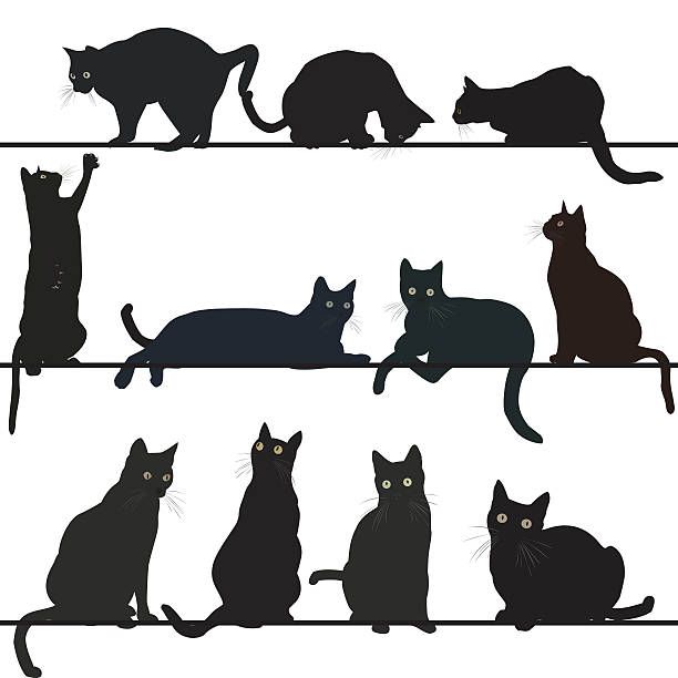 six black cats sitting on top of wires with one looking up at the sky royalty photo