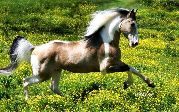 a brown and white horse is running through the grass with yellow flowers in the background