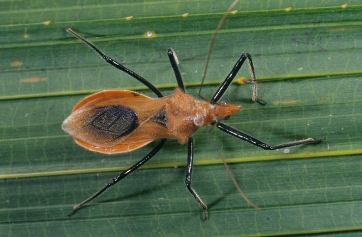 a brown bug sitting on top of a green leaf