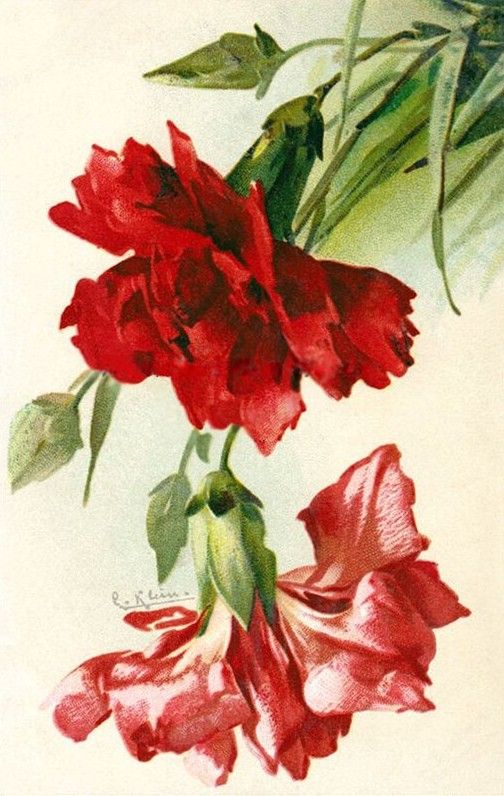 Catherine Klein, Red Carnation, Floral Wall Decor, Antique Postcard, Antique Prints, Vintage Postcard, Flower Cards, Botanical Illustration, Vintage Postcards