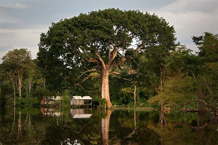 a large tree sitting in the middle of a forest next to a body of water