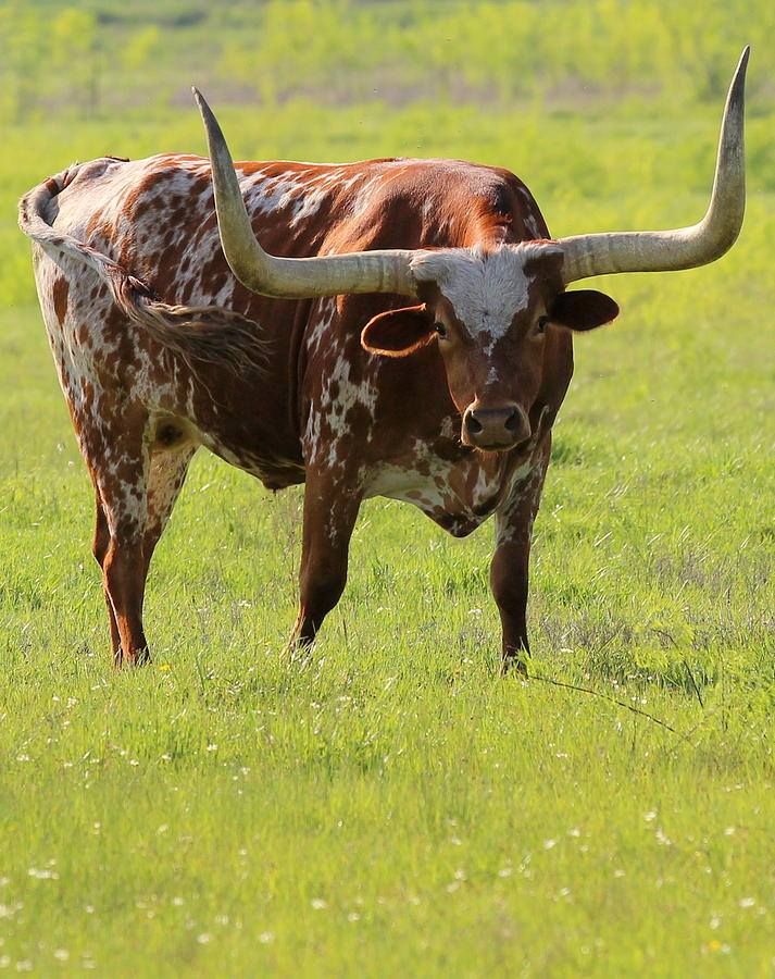 a brown and white cow with large horns standing in the grass