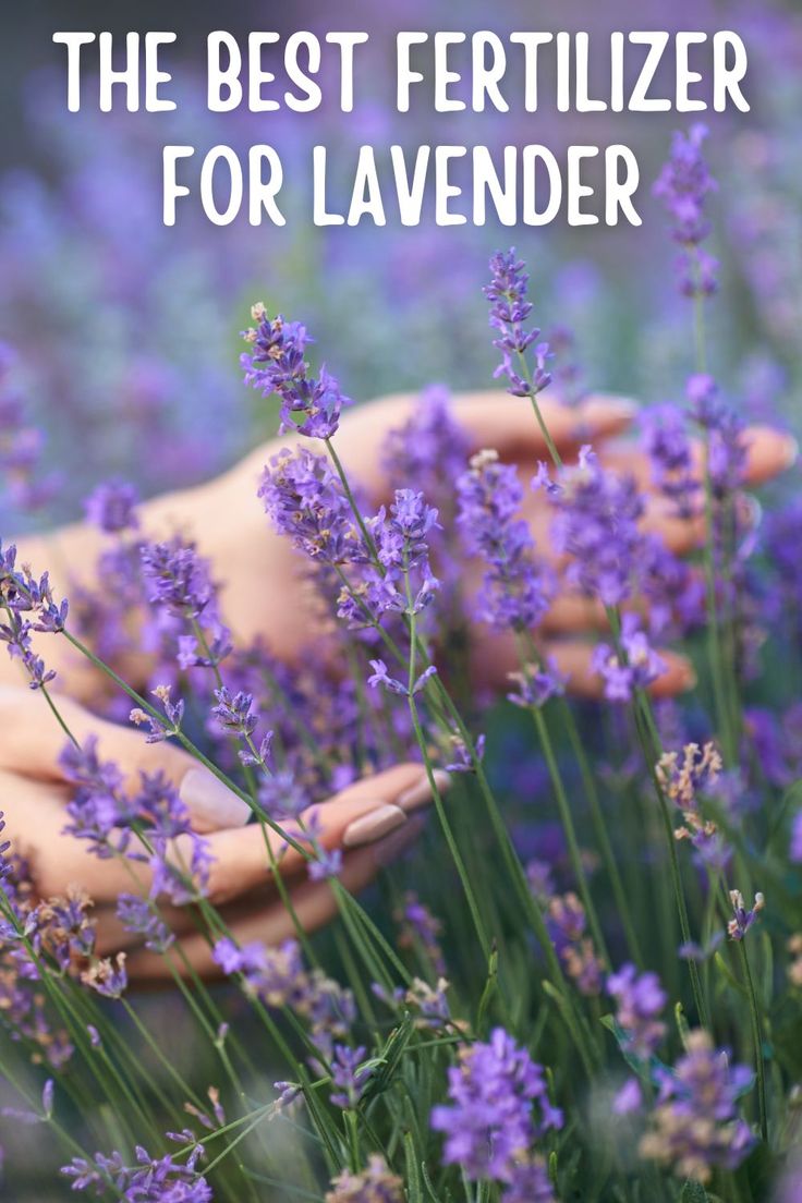 the best fertilizer for lavender