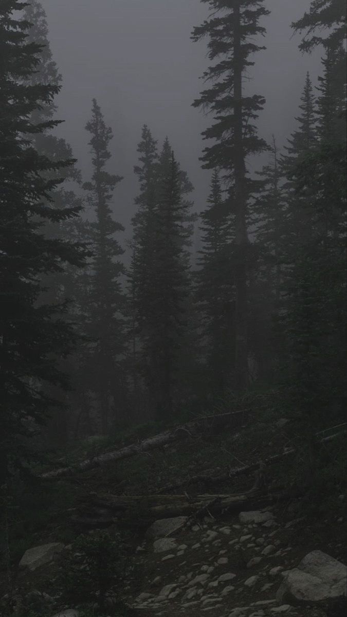 a dark forest filled with lots of tall pine trees under a foggy night sky