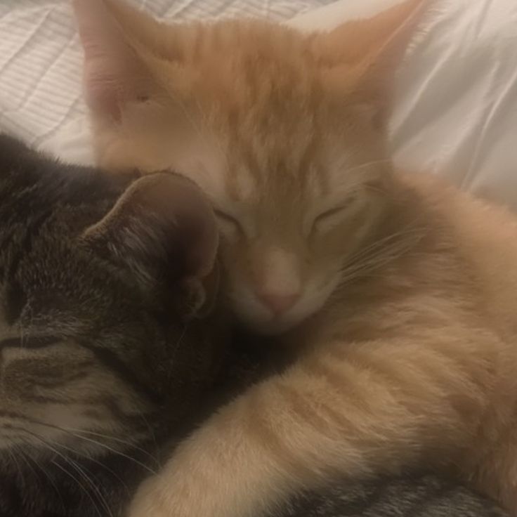 two cats cuddle together on a bed, one is sleeping and the other is laying down