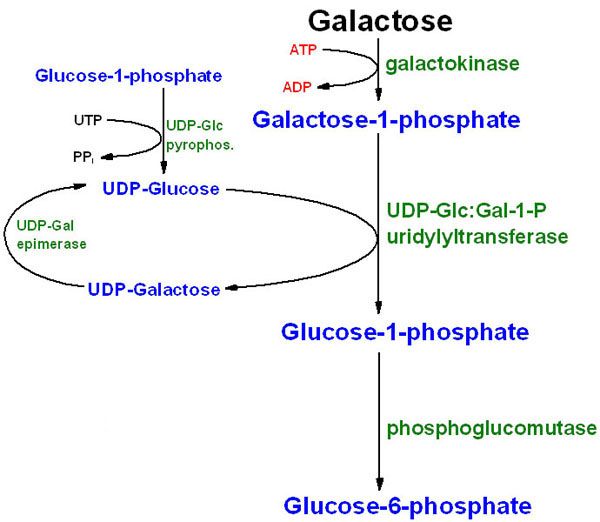 a diagram showing the stages of glucosse and glucosse - 1 phosphate