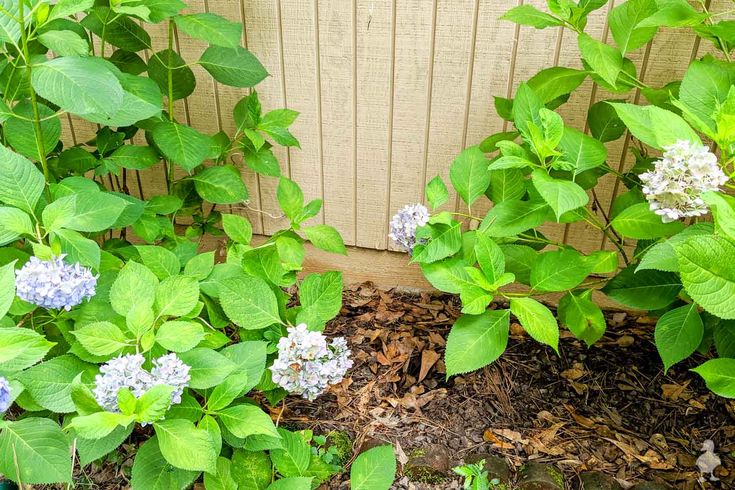 some blue and white flowers are growing in the dirt next to a wooden fence on a sunny day