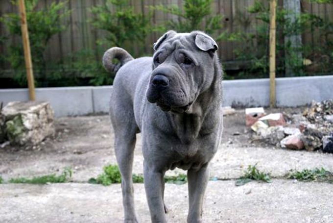 a large gray dog standing on top of a dirt field