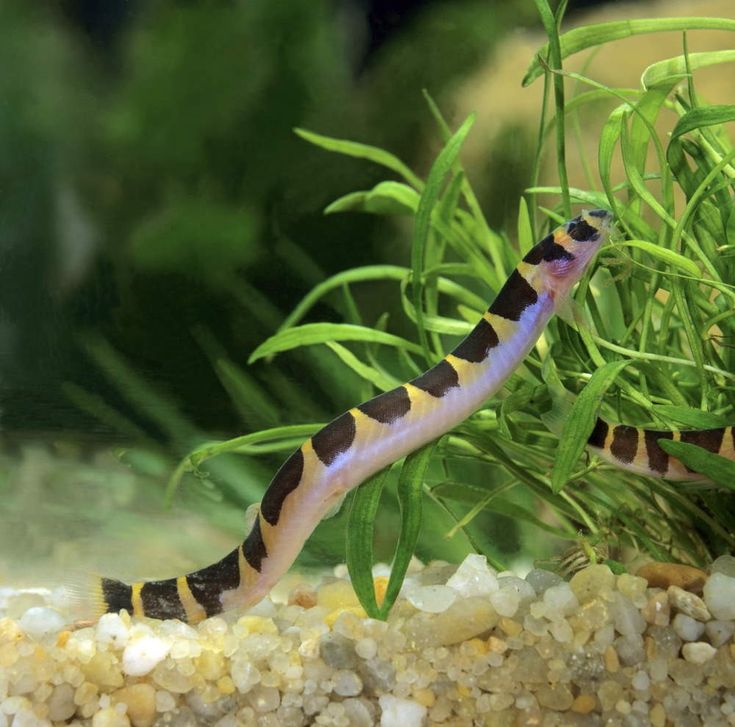 a close up of a fish in an aquarium