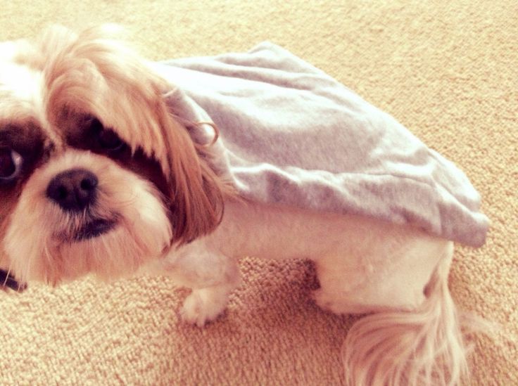 a small dog wearing a shirt on the floor