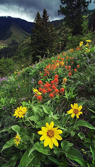 wildflowers and other flowers on the side of a hill with mountains in the background