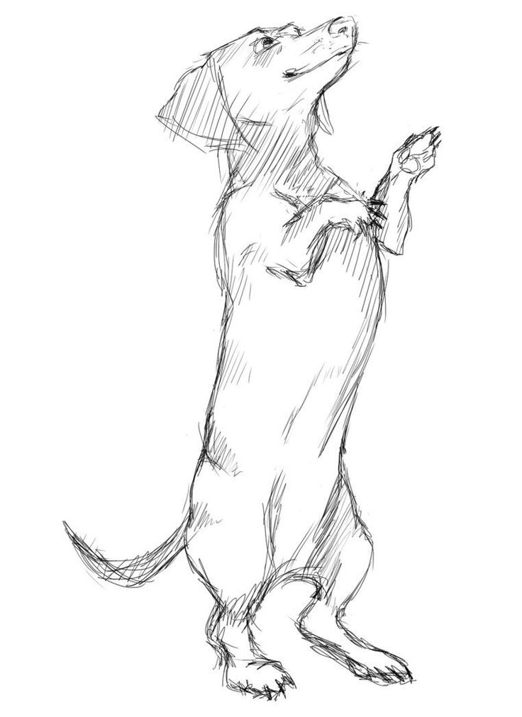 a drawing of a dog standing on its hind legs with his paw in the air