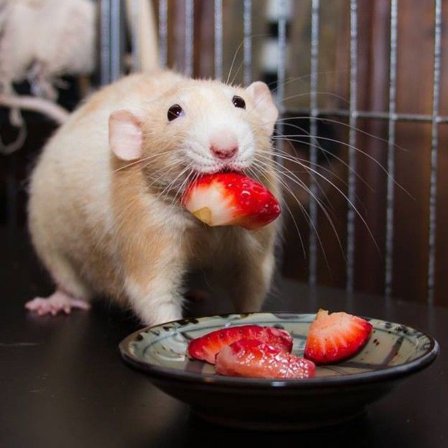 a rodent eating strawberries on a plate in front of a caged animal