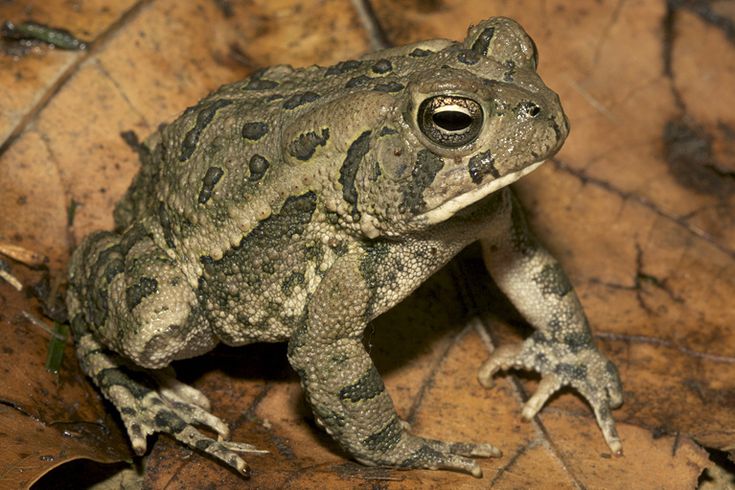 a frog sitting on top of a leaf covered ground