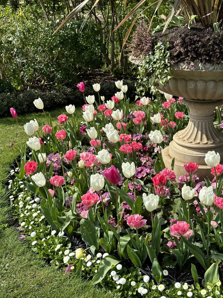 pink and white tulips blooming in spring Garden With Tulips, Flower Shrubs In Front Of House, Garden Tulips Ideas, Tulip Flower Garden, Tulip In Garden, Flower Garden In Backyard, Tulips In The Garden, Dream Flower Garden, Planting Flowers In Garden