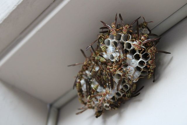 a bunch of bugs that are sitting on the side of a building wall, with holes in it