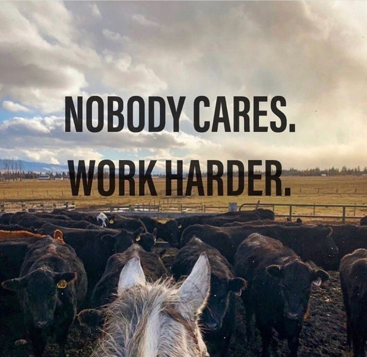 a herd of cattle standing next to each other in a field with the words nobody cares work harder