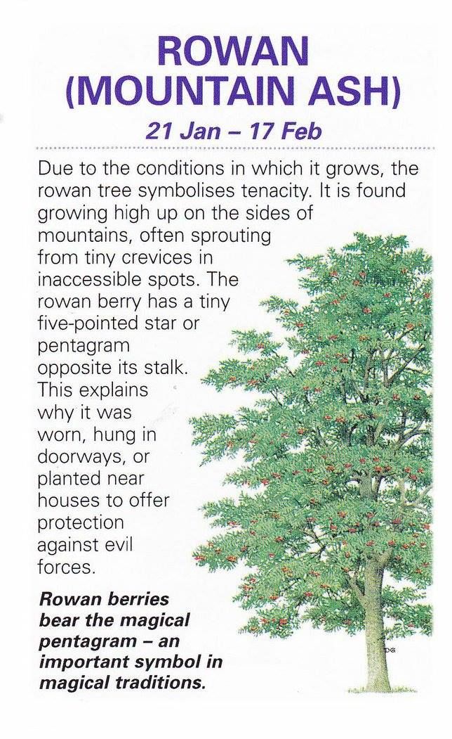 an advertisement for rowan mountain ash, with information about the tree and its origin in which it grows