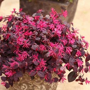 a potted plant with purple flowers in it