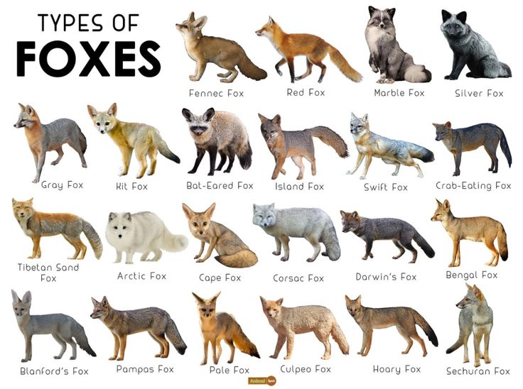 the different types of foxes are shown in this chart with each animal's name