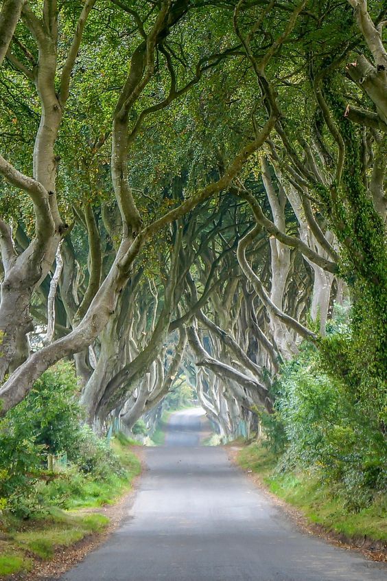 an image of a road that is lined with trees in the middle of it's forest