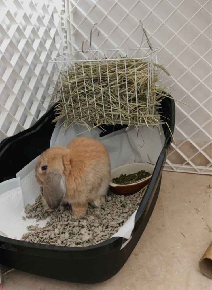 a small rabbit sitting in a litter box with hay on the floor next to it