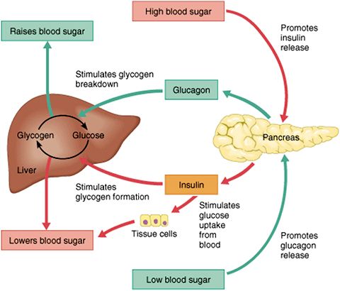 diagram of the human livers and their functions in blood sugar, bronchine glycogen, high blood sugar