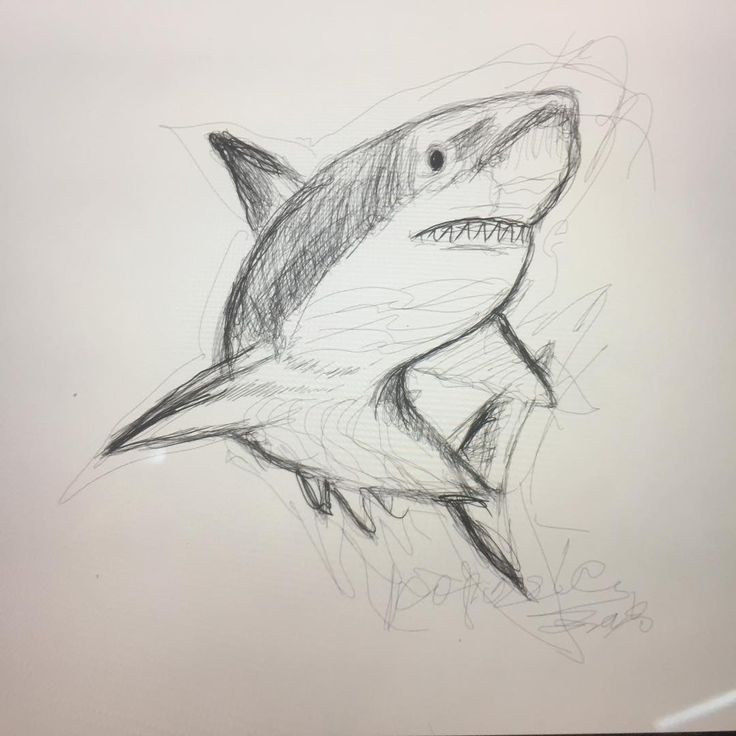 a drawing of a shark with its mouth open