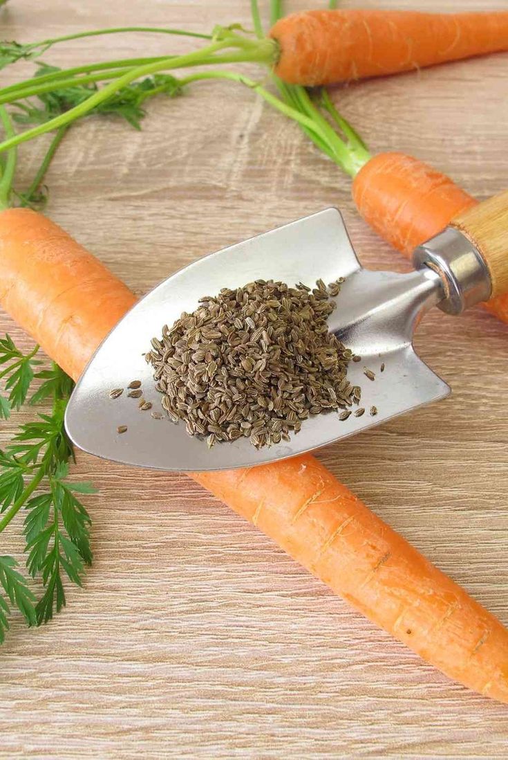 carrots, parsley and seed on a wooden table