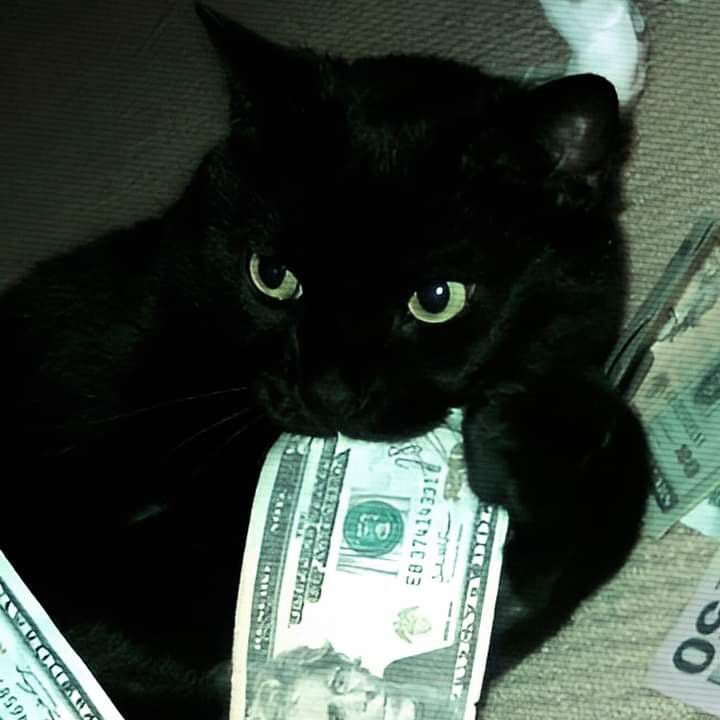 a black cat is holding money in its paws