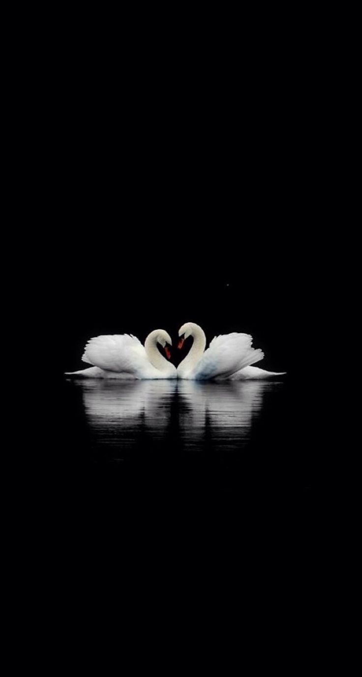 two swans in the water making a heart shape