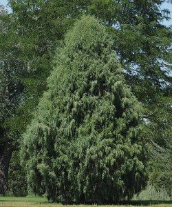 a large green tree sitting in the middle of a field next to some tall trees