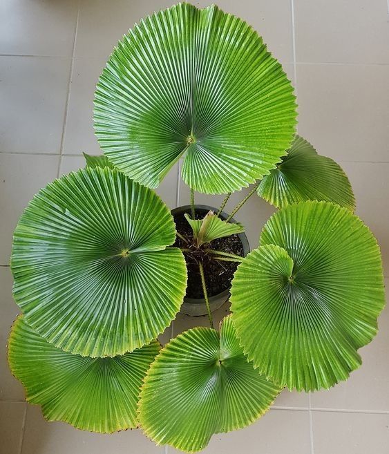 a potted plant with large green leaves on the floor next to a white tile wall